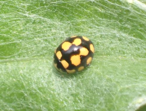 Réf. 340 530 : Coccinula quatuordecimpustulata